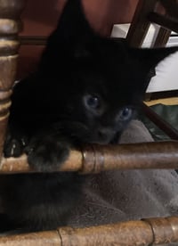 Pom Pom, Willow Grove Area, (FCID 06/24/2026-126) - Photo 3