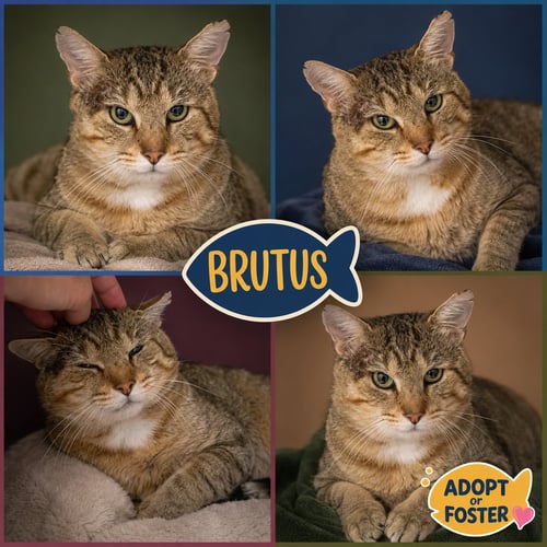 BRUTUS (FCID# 07/23/2026 - 2 TRAINER) - Tabby available for adoption