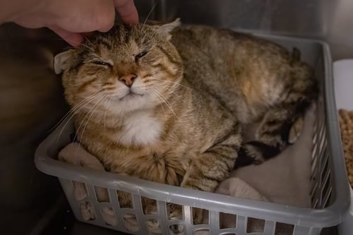 BRUTUS (FCID# 07/23/2026 - 2 TRAINER) - Tabby available for adoption