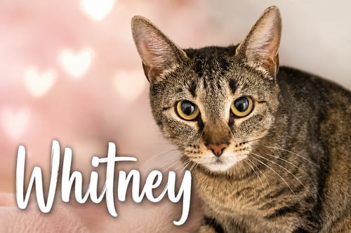 WHITNEY (FCID# 05/28/2026 - 53 TRAINER) - Tabby available for adoption
