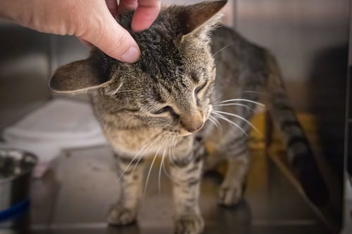 WHITNEY (FCID# 05/28/2026 - 53 TRAINER) - Tabby available for adoption