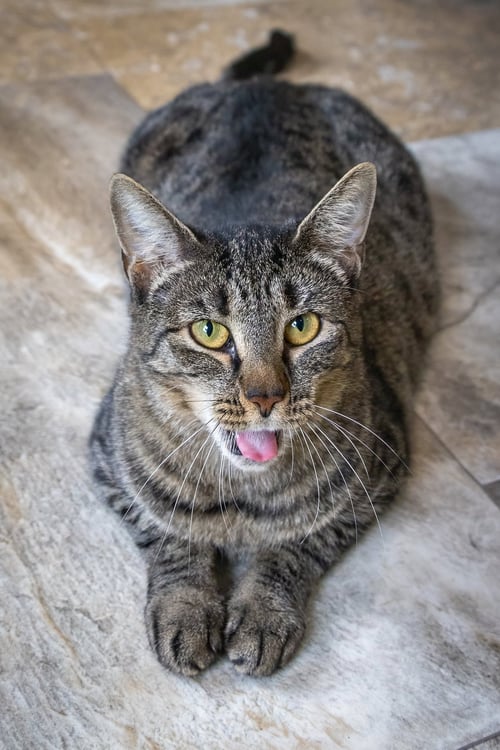 WHITNEY (FCID# 05/28/2026 - 53 TRAINER) - Tabby available for adoption