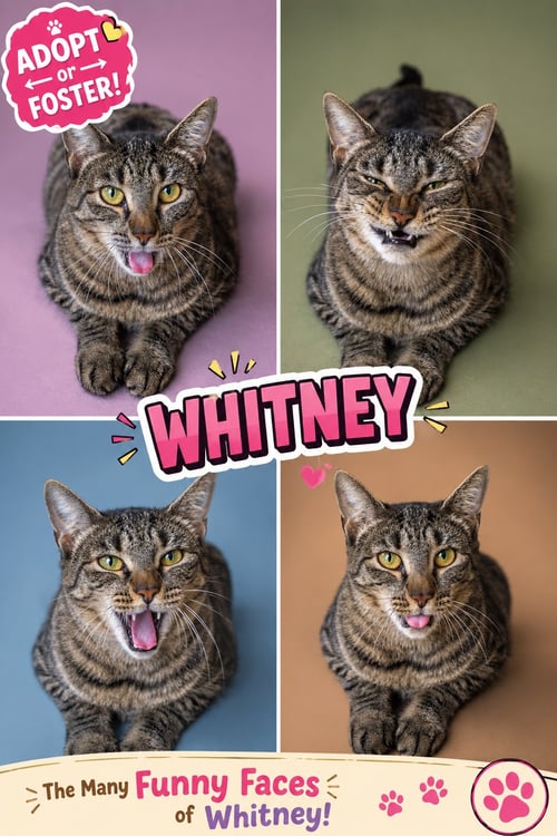 WHITNEY (FCID# 05/28/2026 - 53 TRAINER) - Tabby available for adoption