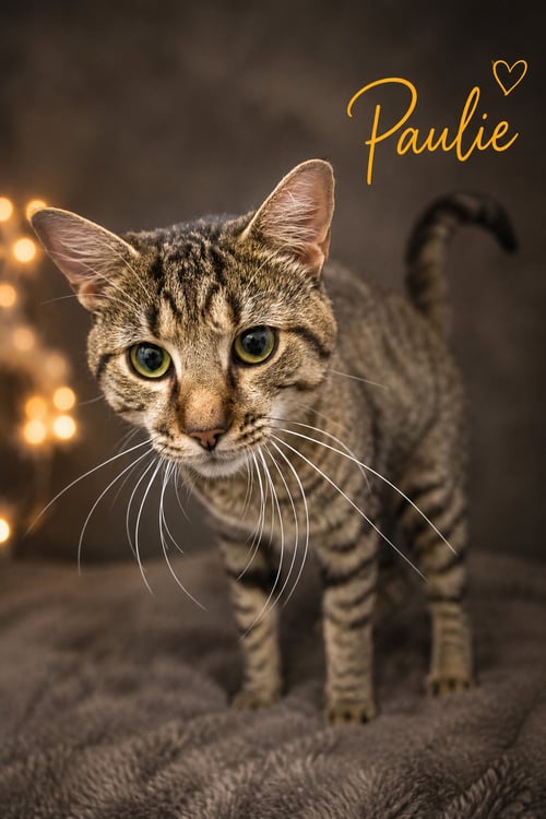 PAULIE (FCID# 06/29/2026 - 54 TRAINER) - Tabby available for adoption