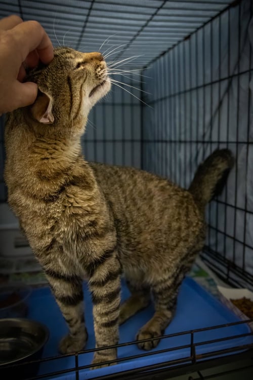 PAULIE (FCID# 06/29/2026 - 54 TRAINER) - Tabby available for adoption