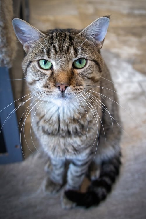 PAULIE (FCID# 06/29/2026 - 54 MILLSBORO PS) - Tabby available for adoption
