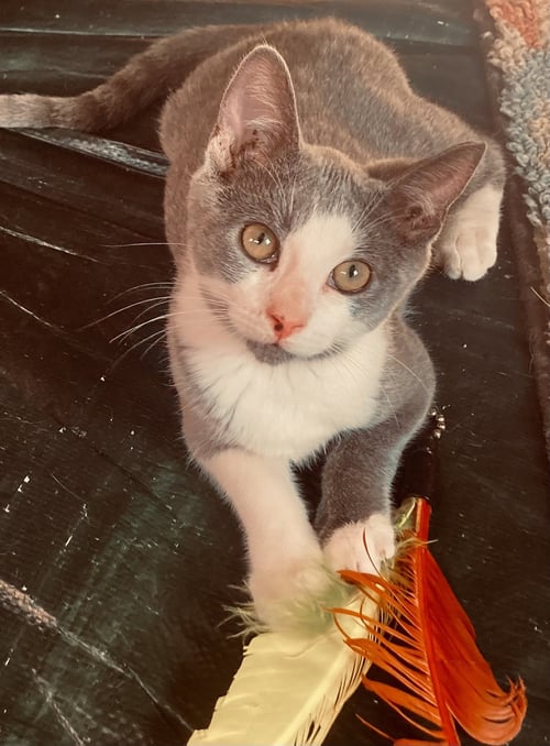 IRIS, WILLOW GROVE PS, (FCID 07/07/2026-118) - Domestic Short Hair available for adoption