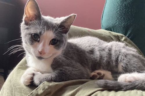 IRIS, WILLOW GROVE PS, (FCID 07/07/2026-118) - Domestic Short Hair available for adoption