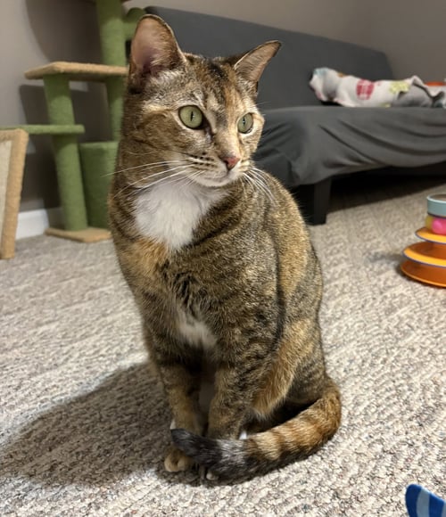 JANIKA (FCID# 04/02/2026 - 37 BRANDYWINE PS) - Tabby / Calico available for adoption