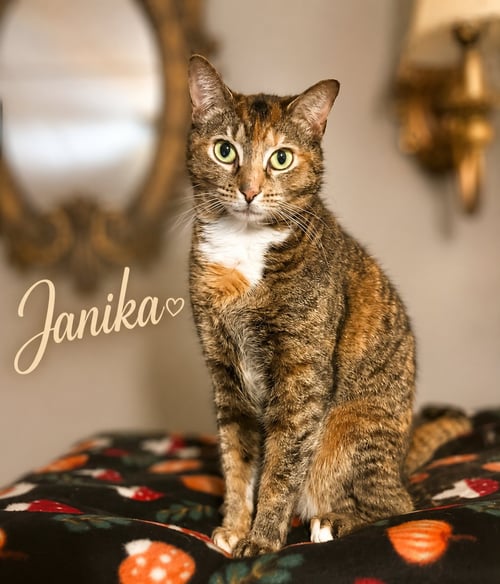 JANIKA (FCID# 04/02/2026 - 37 MILLSBORO PS) - Tabby / Calico available for adoption