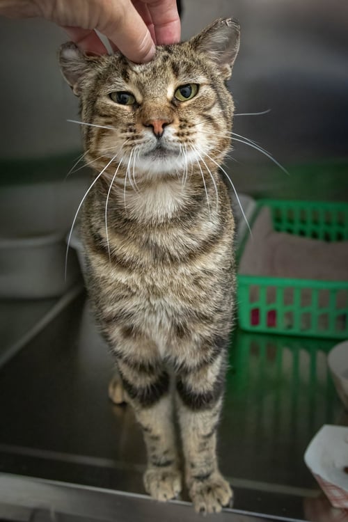 SPARKY (FCID# 06/08/2026 - 77 TRAINER) - Tabby available for adoption