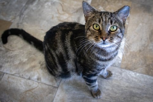 SPARKY (FCID# 06/08/2026 - 77 TRAINER) - Tabby available for adoption