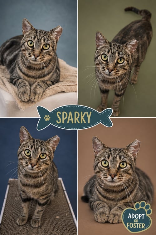 SPARKY (FCID# 06/08/2026 - 77 TRAINER) - Tabby available for adoption