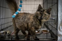 Fizzy:  DMH (FCID# 05/11/2026 - 34 Millsboro PS) - Photo 1