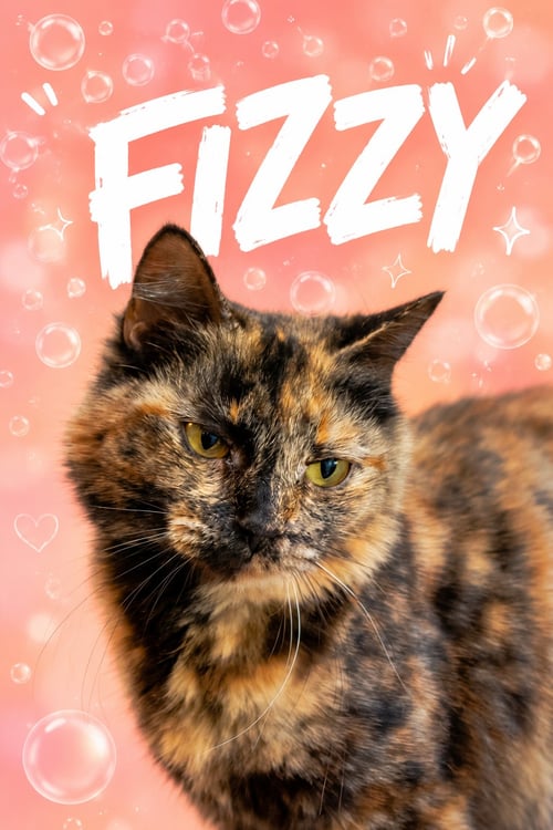 FIZZY:  DMH (FCID# 05/11/2026 - 34 MILLSBORO PS) - Domestic Medium Hair / Tortoiseshell available for adoption
