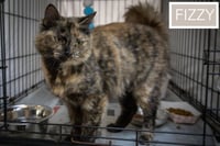 Fizzy:  DMH (FCID# 05/11/2026 - 34 Millsboro PS) - Photo 3