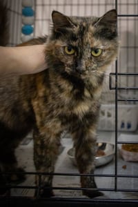 Fizzy:  DMH (FCID# 05/11/2026 - 34 Millsboro PS) - Photo 4