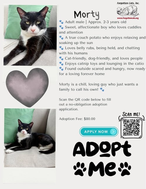 MORTY (FCID# 06/30/2026 - 59 MILLSBORO PS) KDC - Tuxedo available for adoption
