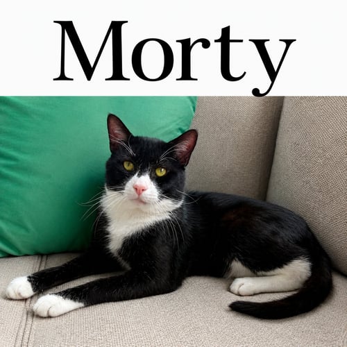 MORTY (FCID# 06/30/2026 - 59 MILLSBORO PS) KDC - Tuxedo available for adoption