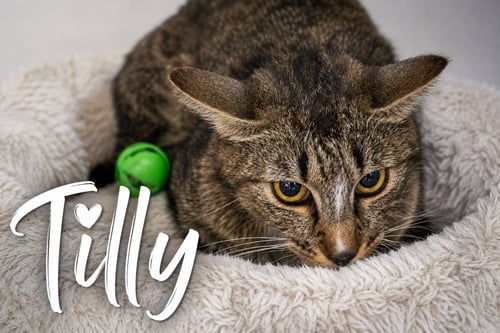 TILLY (FCID# 05/19/2026 - 66 TRAINER) - Tabby available for adoption