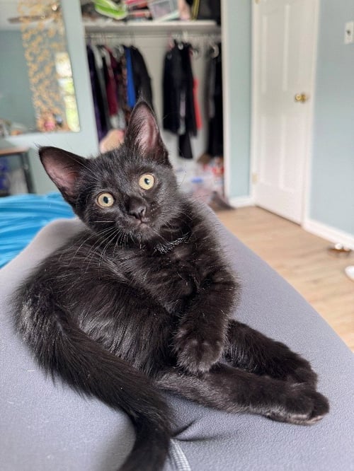 SPARROW, WILLOW GROVE AREA, (FCID 07/24/2026-126) - Domestic Short Hair available for adoption
