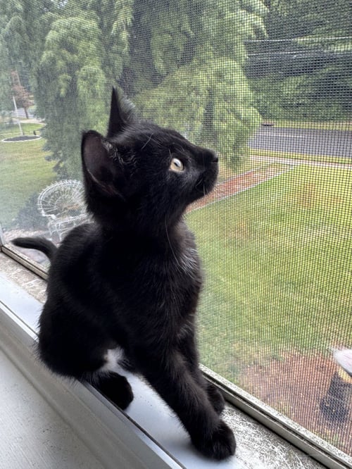 SPARROW, WILLOW GROVE AREA, (FCID 07/24/2026-126) - Domestic Short Hair available for adoption