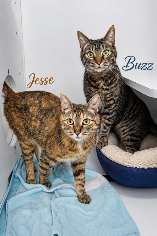 JESSE & BUZZ: BONDED (FCID# 8/14/2024-4,2 TRAINER - Tortoiseshell / Tabby available for adoption