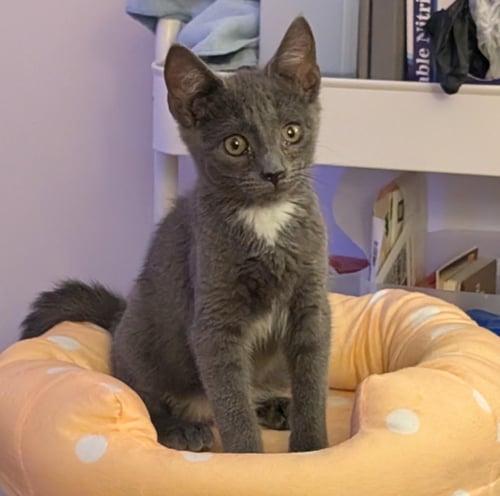 FERNIE (FCID# 06/16/2026 - 95 BRANDYWINE PS) - Domestic Short Hair available for adoption