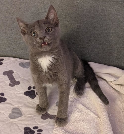 FERNIE (FCID# 06/16/2026 - 95 BRANDYWINE PS) - Domestic Short Hair available for adoption