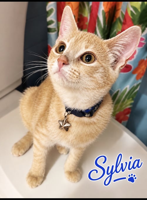 SYLVIA (FCID# 07/06/2026 - 61 WEST CHESTER PS) - Tabby available for adoption