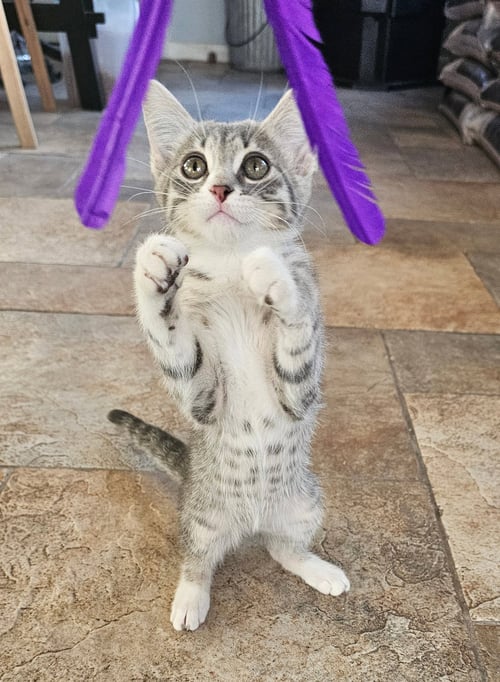 NOLA, WILLOW GROVE AREA, (FCID 08/19/2026-116) - Domestic Short Hair available for adoption