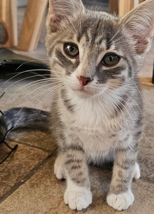 NOLA, WILLOW GROVE AREA, (FCID 08/19/2026-116) - Domestic Short Hair available for adoption