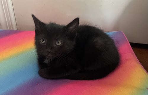 ROSALINA, WILLOW GROVE AREA, (FCID 7/15/2026-139) - Domestic Short Hair available for adoption