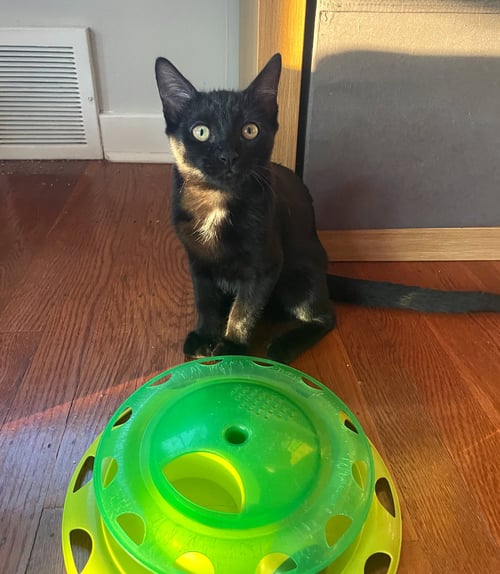 ROSALINA W/MOM CHELSEA, WILLOW GROVE (7/15/26-139) - Domestic Short Hair available for adoption