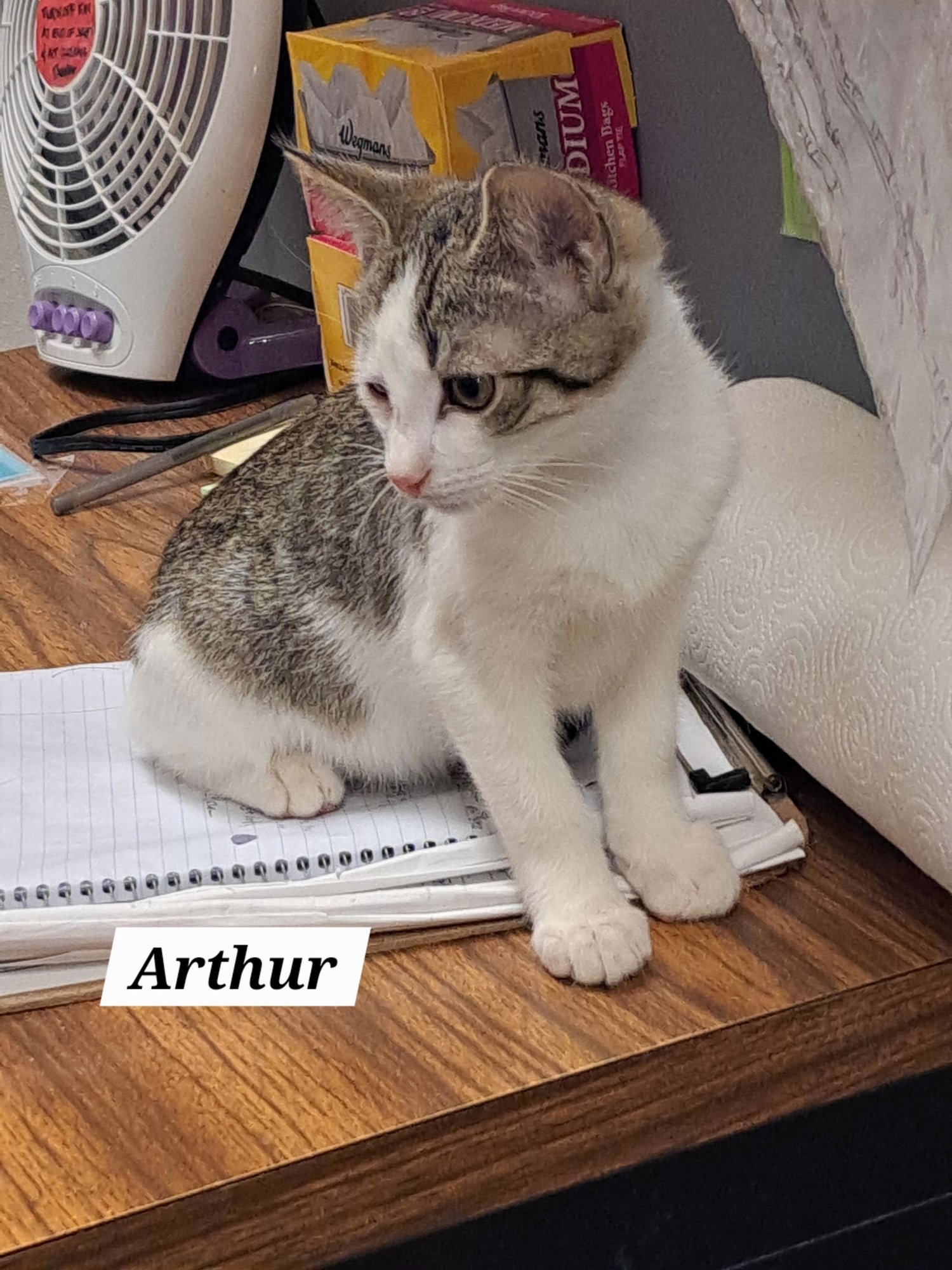 ARTHUR (FCID# 10/23/2025 - 1 BROOKHAVEN PS) KDC - Tabby available for adoption
