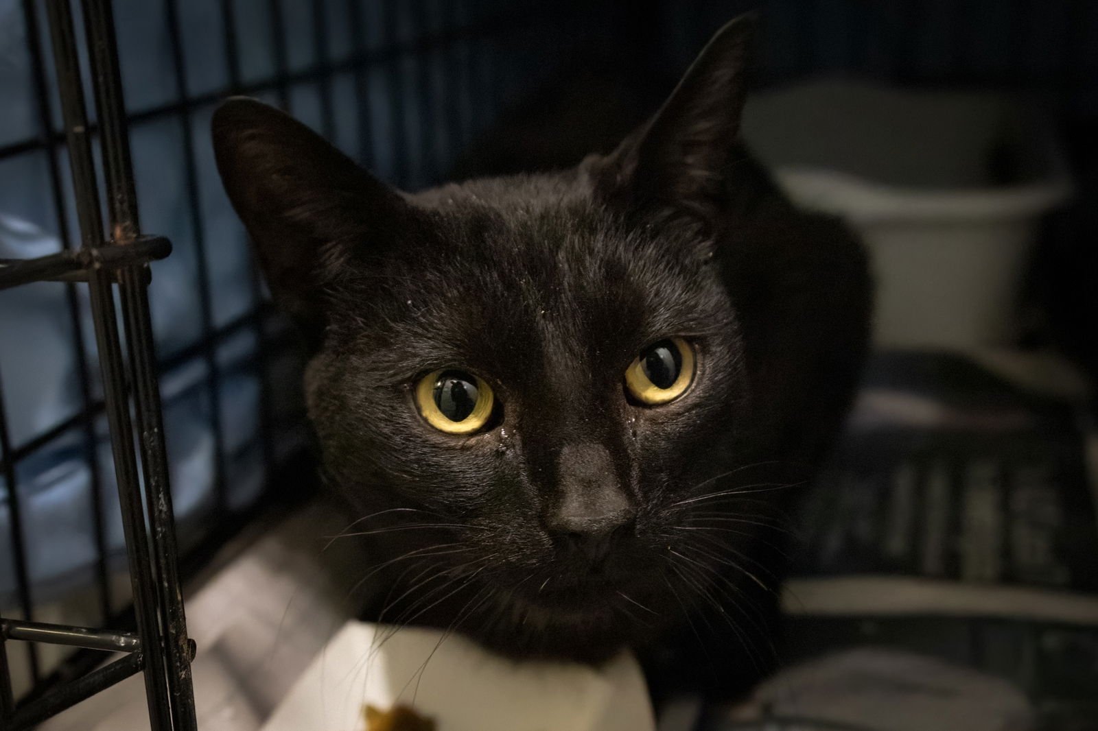 DAZZLE (M) (FCID# 01/12/2026 - 502 TRAINER) - Domestic Short Hair available for adoption