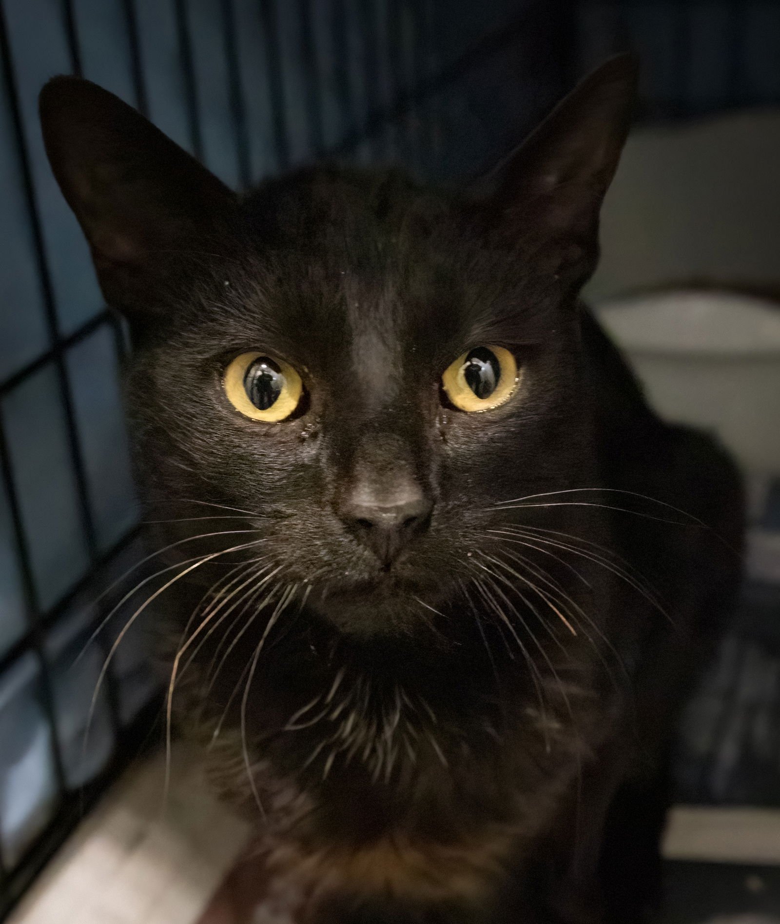 Dazzle (m) (FCID# 01/12/2026 - 502 Trainer) - Photo 3