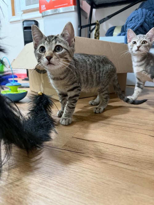 LUGNUT, WILLOW GROVE AREA, (FCID 7/08/2026-181) - Domestic Short Hair available for adoption