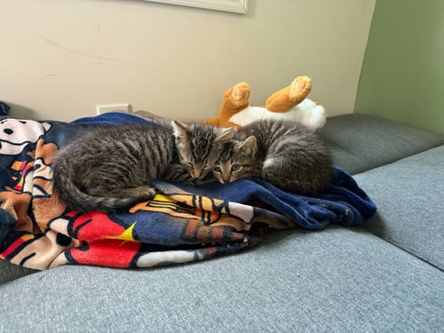 LUGNUT, WILLOW GROVE AREA, (FCID 7/08/2026-181) - Domestic Short Hair available for adoption