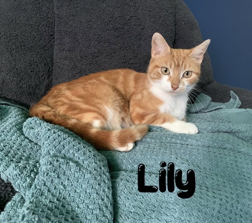 Lilly, Willow Grove Area, (FCID 06/24/2026-116) Image