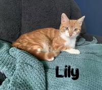 Lilly, Willow Grove Area, (FCID 06/24/2026-116) - Photo 1