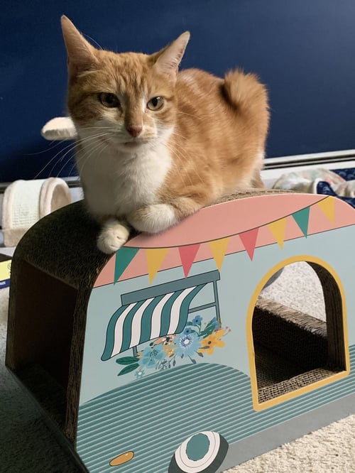 LILLY, WILLOW GROVE AREA, (FCID 06/24/2026-116) - Domestic Short Hair available for adoption