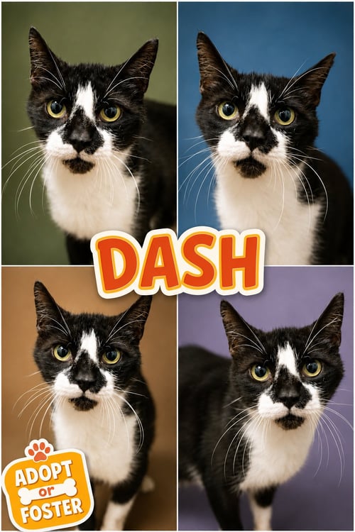 DASH (FCID# 08/04/2026 - 40 TRAINER) - Domestic Short Hair available for adoption