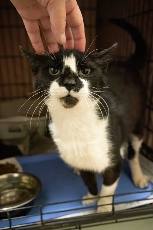 DASH (FCID# 08/04/2026 - 40 TRAINER) - Domestic Short Hair available for adoption
