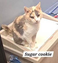 Sugar Cookie (FCID# 03/25/2026 - 37 Brandywine PS) - Photo 1