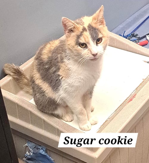 SUGAR COOKIE (FCID# 03/25/2026 - 37 BRANDYWINE PS) - Dilute Calico available for adoption