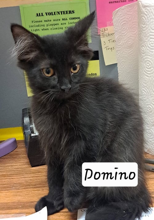 DOMINO: DLH/DMH (FCID# 07/08/2026 - 1 BRANDYWINE - Domestic Long Hair for adoption in Wilmington