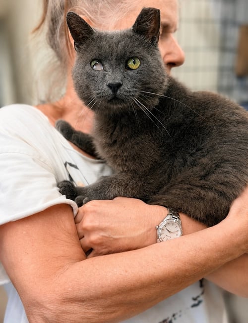 BERGAMOT (FCID# 06/02/2026 - 118) - Russian Blue / Domestic Short Hair available for adoption