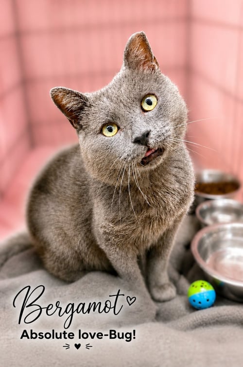 BERGAMOT (FCID# 06/02/2026 - 118) - Russian Blue / Domestic Short Hair available for adoption