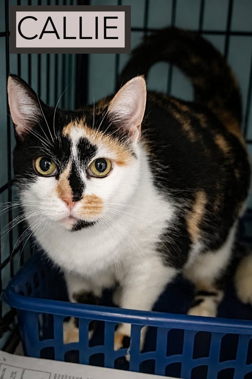 Callie (FCIFD# 06/02/2026 - 85 Brandywine PS) Image